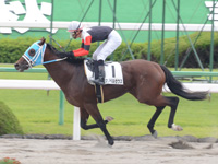 京都3R　未勝利　タマノペルセウス