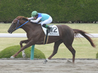 阪神2R　未勝利　アドマイヤカロ