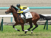 阪神5R　新馬　アンバーミニー