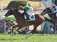 京都6R　新馬　ゲバラ