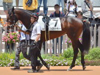 新馬　パドック