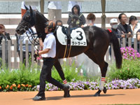 新馬　パドック