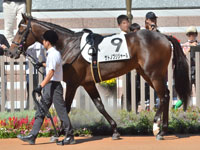 新馬　パドック