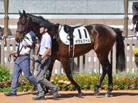 新馬　パドック