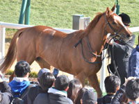 未勝利　口取り