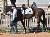 未勝利　パドック