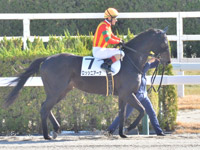 新馬　本馬場入場