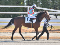 新馬　本馬場入場