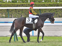 新馬　本馬場入場