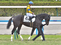 新馬　本馬場入場