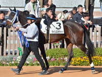 新馬　パドック